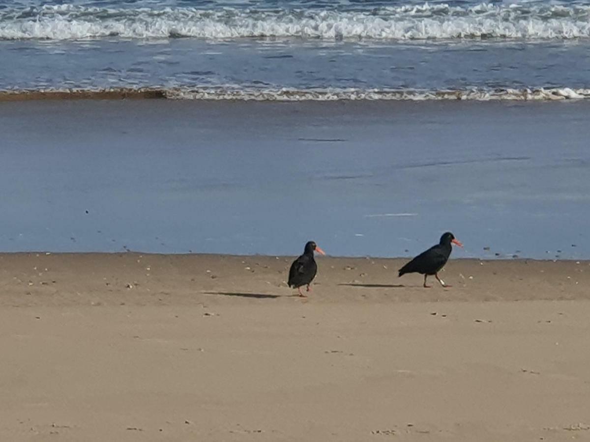 Hotel The Gull Sedgefield Esterno foto